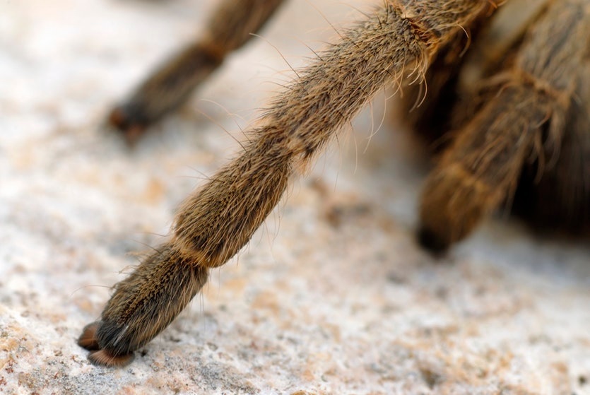 Spyder Feet.jpg